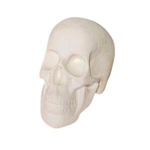 Cranio 15x19 ref.272