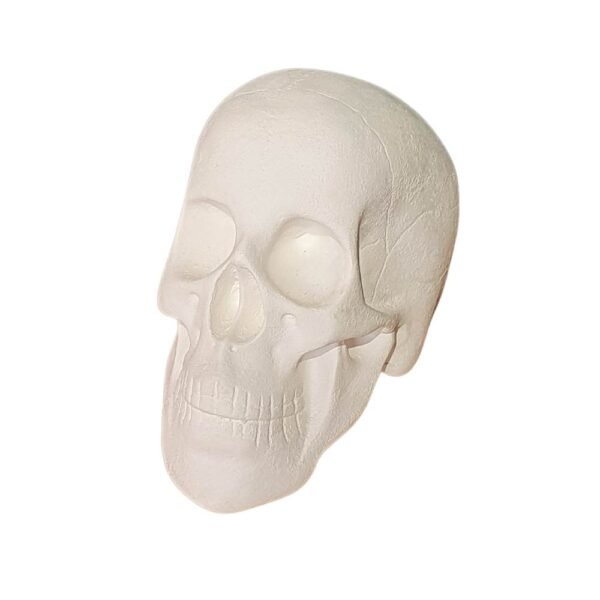 Cranio 15x19 ref.272
